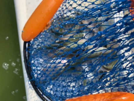 岸和田フィッシングパーク 祝日は