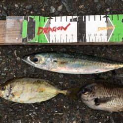 アジ50匹、アイゴ、スズメダイ、サバ