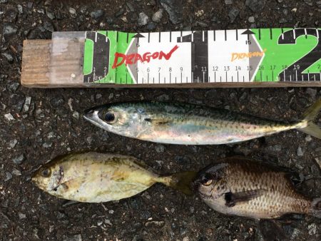 アジ50匹、アイゴ、スズメダイ、サバ