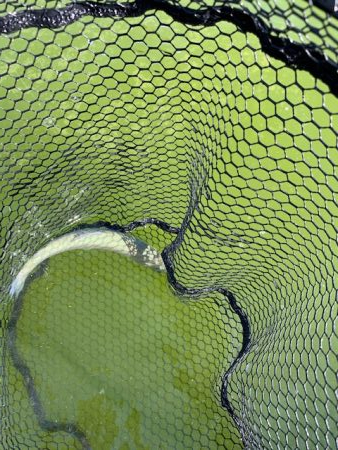 岸和田さんでボトム釣り