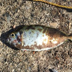 アジ10匹、アイゴ1匹