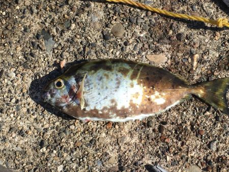 アジ10匹、アイゴ1匹