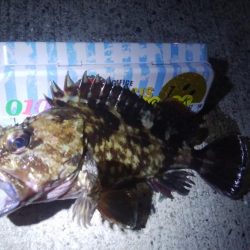 釣りデビュー 65日目