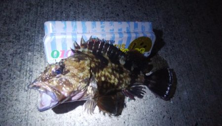 釣りデビュー 65日目