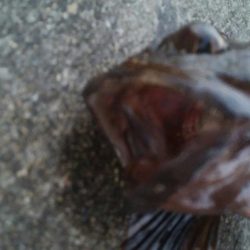 釣りデビュー 66日目