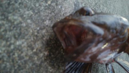 釣りデビュー 66日目