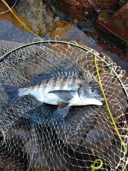 フカセ‥最高ですネ・・