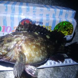 釣りデビュー 67日目