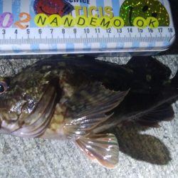 釣りデビュー 70日目