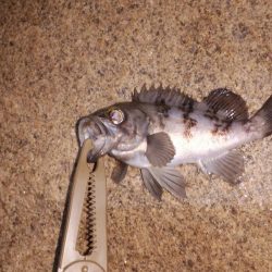 お手軽メバリング