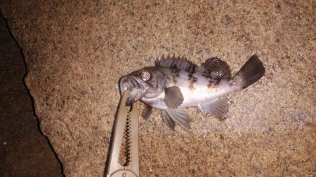 お手軽メバリング