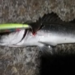 夜にまさかのヒラメ！