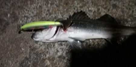 夜にまさかのヒラメ！