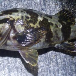 釣りデビュー　72日目