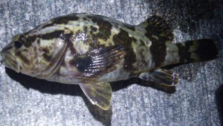 釣りデビュー　72日目