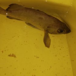 時短釣行のつもりが