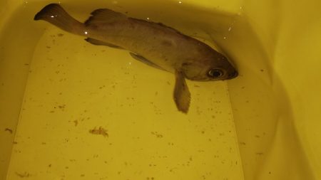 時短釣行のつもりが