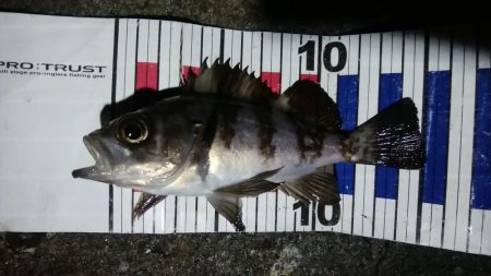 流れ待ちのプラッキング