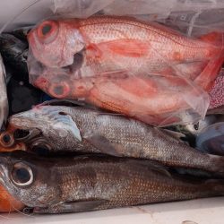 康仁丸・中深海・釣り果