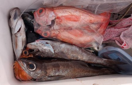 康仁丸・中深海・釣り果