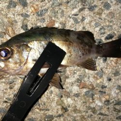 安定のブルーメバル