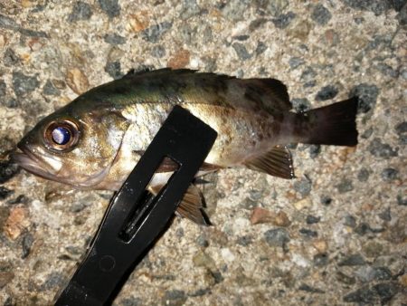 安定のブルーメバル