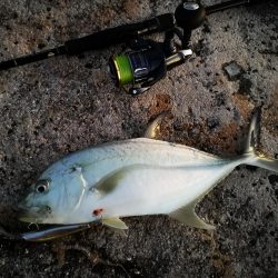 久しぶりのオニヒラアジ