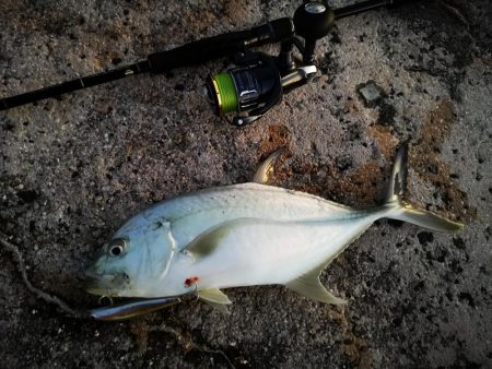 久しぶりのオニヒラアジ