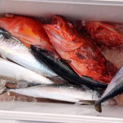 康仁丸・ジギング釣り果