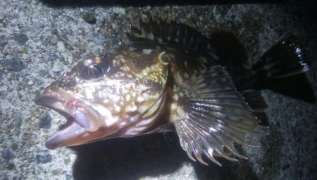 釣りデビュー　77日目