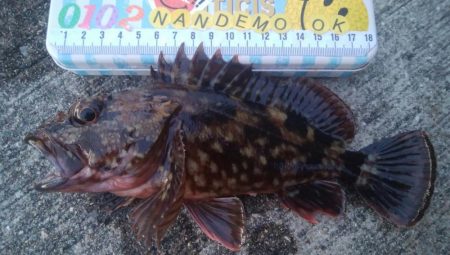 釣りデビュー　80日目