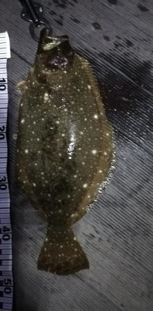 またまた夜にヒラメ