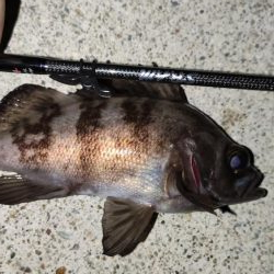 テトラでメバリング