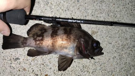 テトラでメバリング