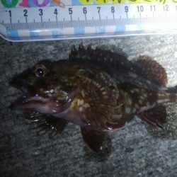 釣りデビュー　84日目