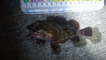 釣りデビュー　84日目