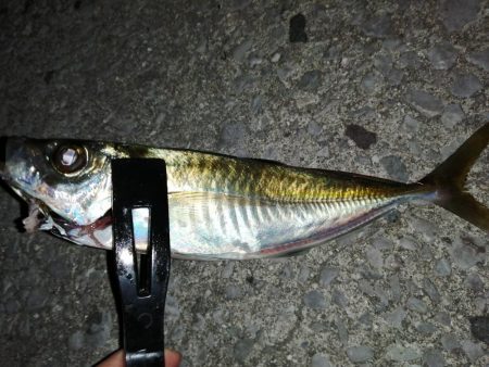 今日もアジを求めて