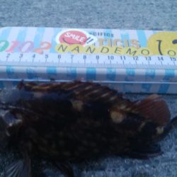 釣りデビュー　85日目