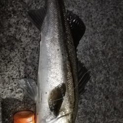 初ランナーシーバス