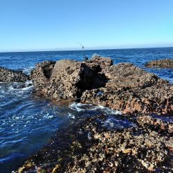 フカセ‥フグ釣れ過ぎ・・