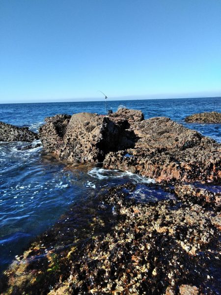 フカセ‥フグ釣れ過ぎ・・