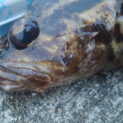 釣りデビュー 87日目