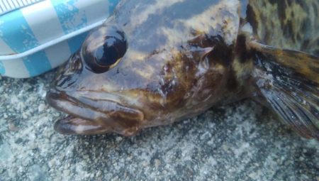 釣りデビュー 87日目