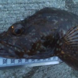 釣りデビュー　88日目