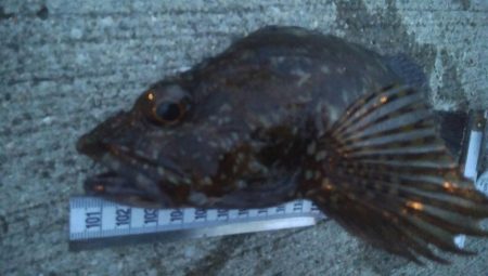 釣りデビュー　88日目