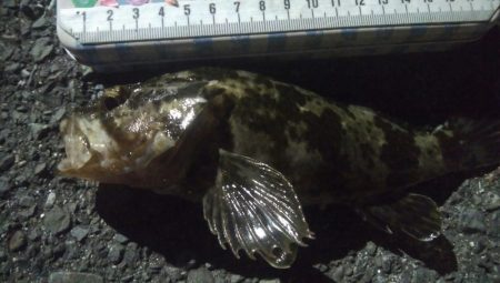 釣りデビュー　90日目