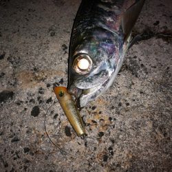 4日間通ってターポン釣れました