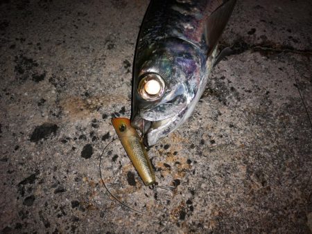 4日間通ってターポン釣れました