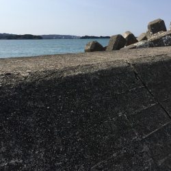 文里港でウォーキング　尺アジ1匹