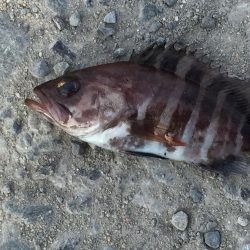 尺アジ1匹、メバル、ベラ、コアジ